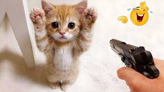 Funniest Animal Videos 😂 Goofy Pets Doing What They Do Best 😹🐶 MQDEFAULT Thumbnail
