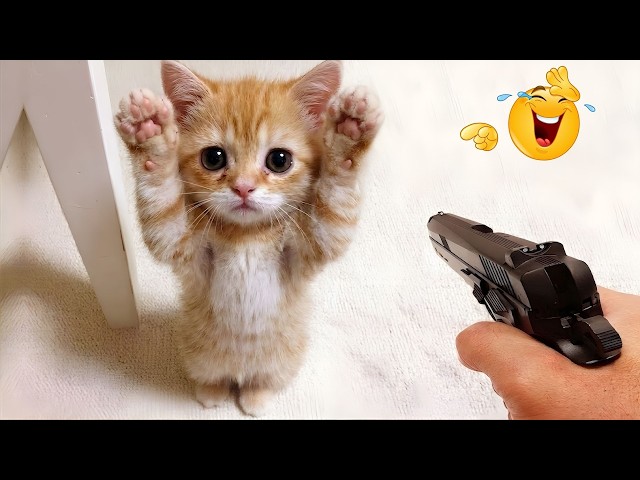 Funniest Animal Videos 😂 Goofy Pets Doing What They Do Best 😹🐶 SDDEFAULT Thumbnail
