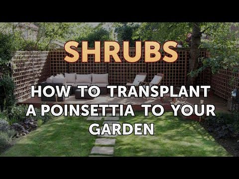 How to Prune a Bottlebrush Shrub