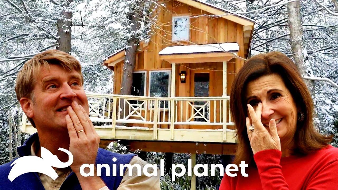The Absolute Craziest Treehouses of SEASON 3! | Treehouse Masters | Animal Planet