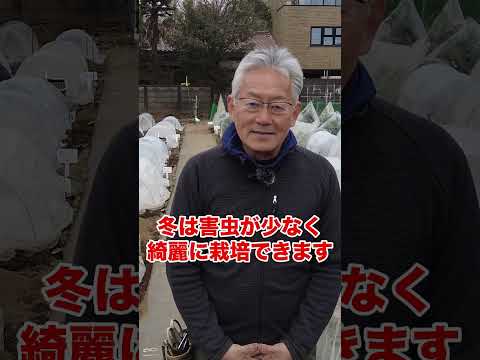 室内で苗を植え始める時期はいつですか?美しい野菜をどうやって食べるか？  庭園