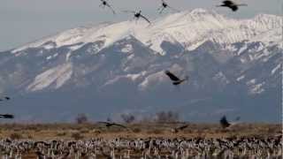 preview picture of video 'DANCING CRANES HD'