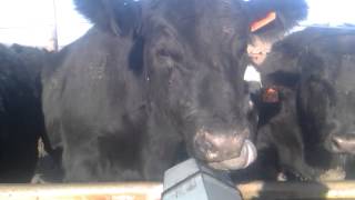 preview picture of video 'Big Black Steer!'