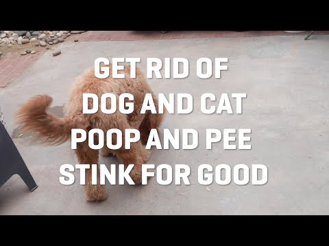 How To Get Rid of Dog and Cat Urine from your Outdoor Turf and Patio.
