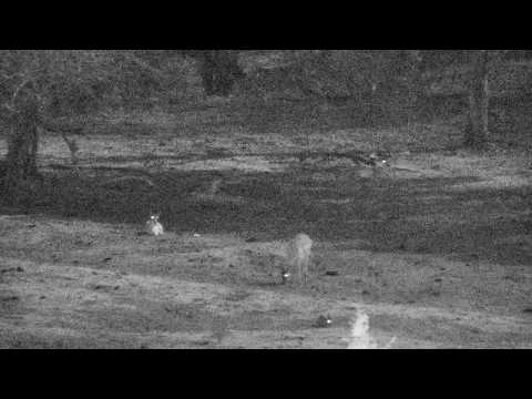 Djuma: Impalas resting for the night - 20:50 - 11/22/18