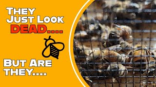 Can This Experiment Bring Dead Honeybees Back to Life?!