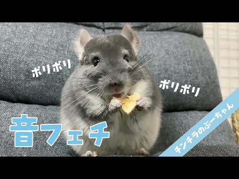 チンチラのちまちまタイム のサムネイル