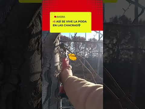Poda en la chacra
