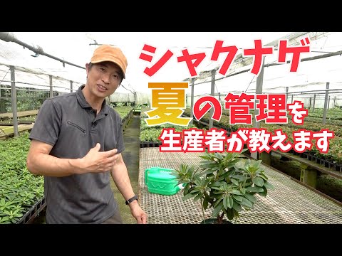 シャクナゲの水やり ツツジの水やりの頻度 実践シート