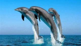 Liz Cirelli & Minski - Trip Of The Dolphin