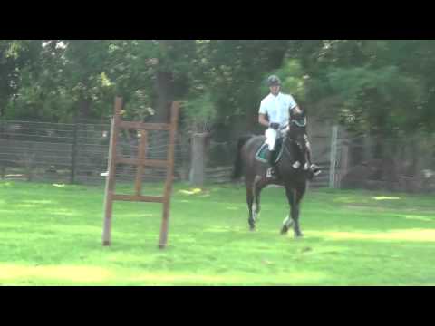 Sportpferde Matthias Keil - Clooney