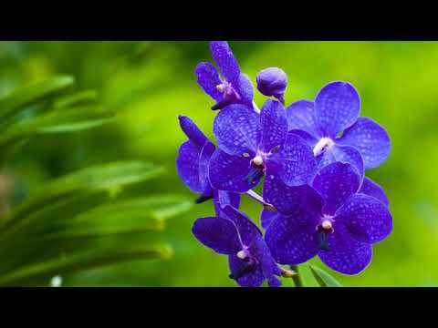 Eka Mor Ganer Tori 2017 eka mor ganer tori 2017