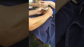 How  to splint a duck foot- Duck Splint Video- #3
