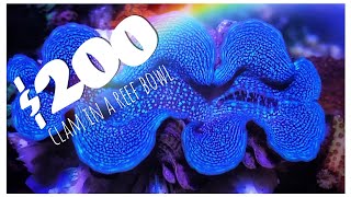 Expensive Clam in a Reef Bowl! - SPS Reef Bowl May Update 2020
