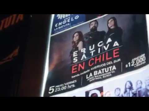 Eruca Sativa en Chile