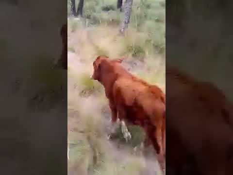 ohh pepe maldonado Laguna Blanca fsa