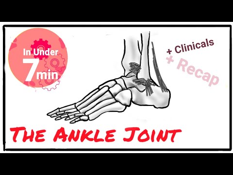 Ankle Joint Anatomy