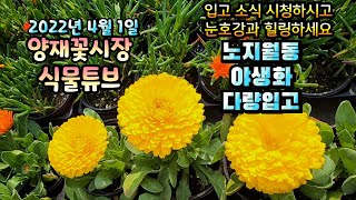 2022년 4월 1일 양재꽃시장 식물튜브 [영상 시청 하시면서 눈호강과 힐링 하세요~ ] #양재꽃시장 #식물…