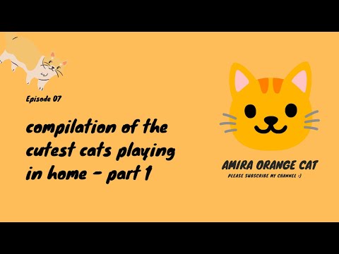 compilation of the cutest cats playing in home - part 1