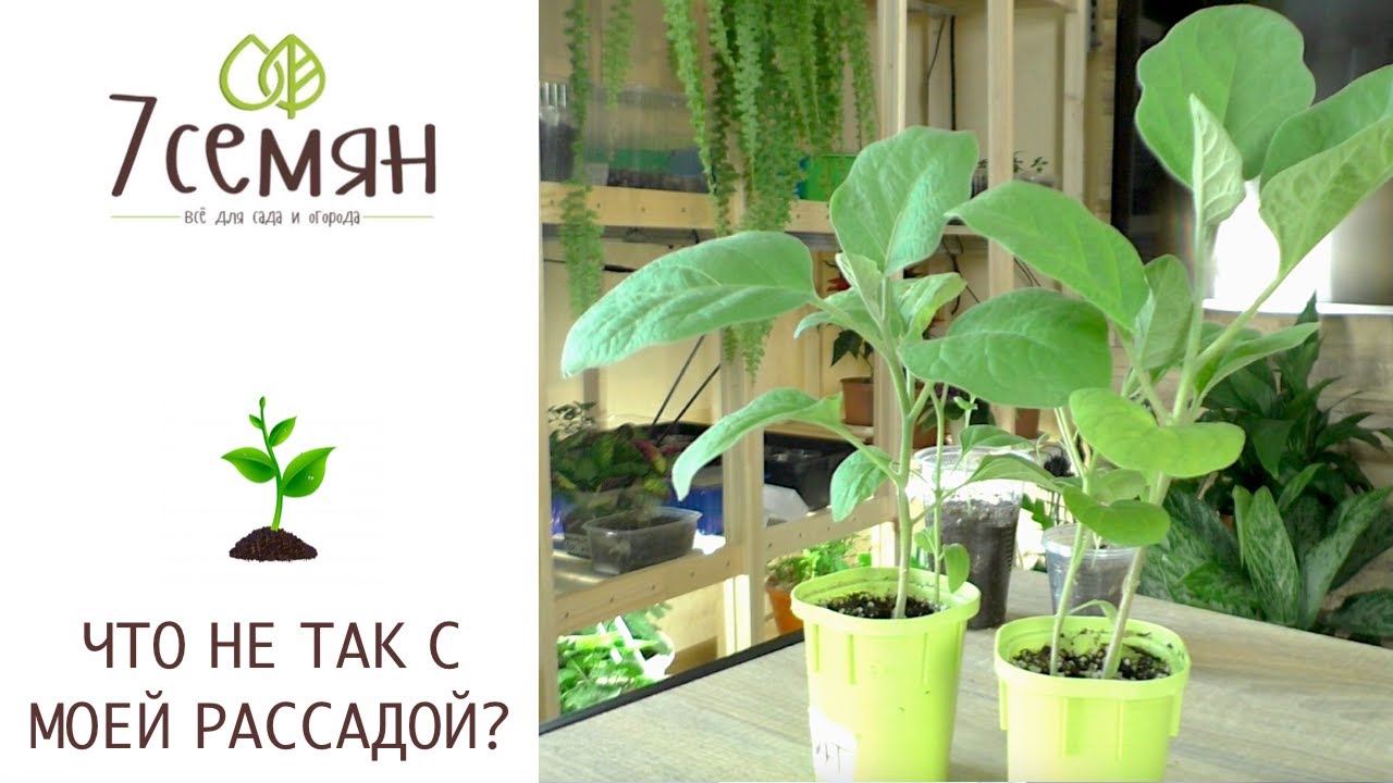 ОСНОВНЫЕ ПРОБЛЕМЫ РАССАДЫ БАКЛАЖАН!