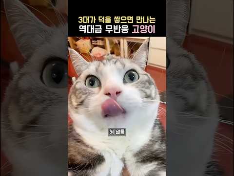 3대가 덕을 쌓아야 만날수있는 역대급 무반응 고양이