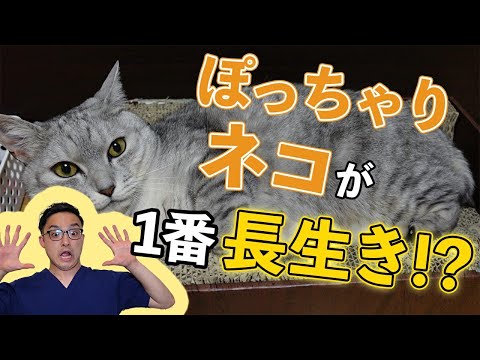 Eine Katze liegt auf dem Schoß der Besitzerin und wird gestreichelt