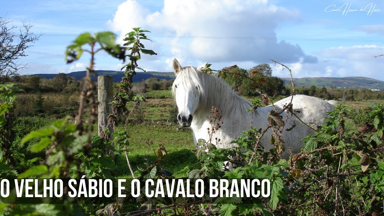 O VELHO SÁBIO E O CAVALO BRANCO (Uma grande lição de vida)