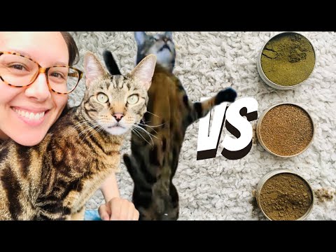 Try these if your cat doesn't like catnip