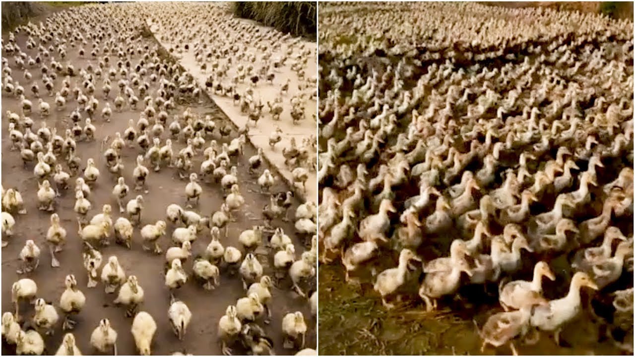 The Duckmageddon Is Here | Duck Army Compilation 2019