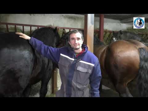 -Elitna grla sa ranča Adnana Medića iz Sanice -