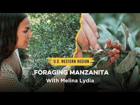 Beginner’s Guide to Foraging: Manzanita with Melina Lydia