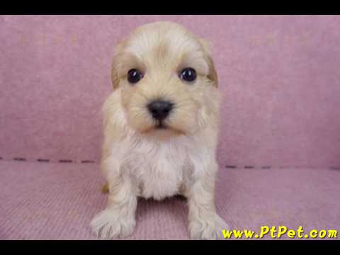 12/10馬爾泰迪公幼犬2號