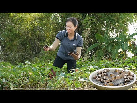 Harvesting Mussels the Field - Process Mussel Porridge Goes to the Market Sell | Free New Life