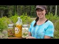 Harvesting Spruce Tips & Dandelions | Alaskan Summer Treats
