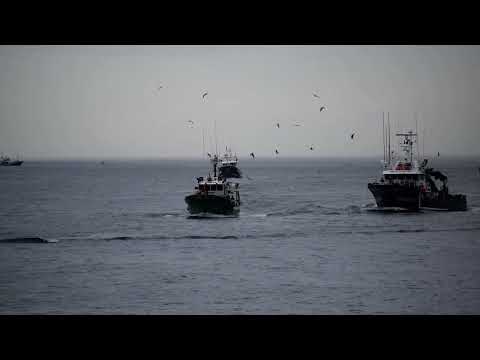 Ondarroa 2023 costeras anchoa y verdel