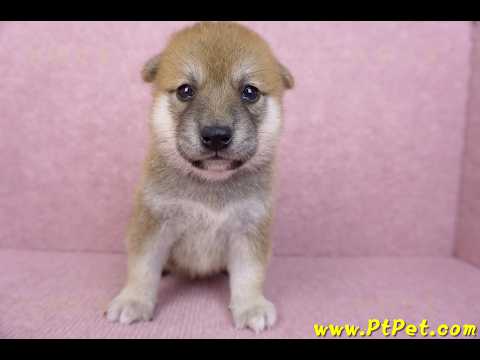 06/02赤色柴犬母幼犬