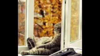 Шикарные фото кошек осенью/Gorgeous photos of cats - autumn