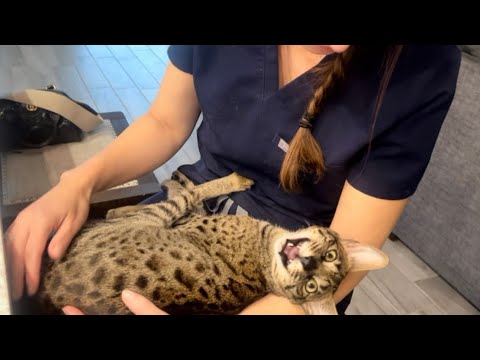 F2 Savannah Cat Zara Meowing And Telling Me How Much She Missed Me. Too Much Cuteness.