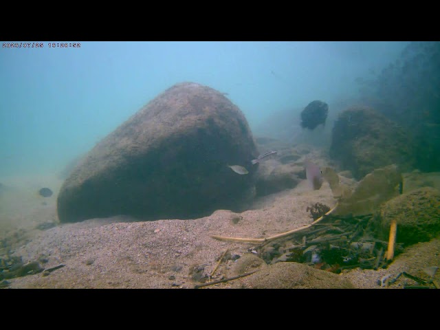 野柳海王星碼頭水下直播