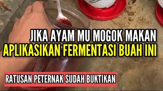 Download lagu DRAGON FRUIT JUICE - A POTENT MEDICINE TO INCREASE CHICKEN'S APPETITE!! mp3