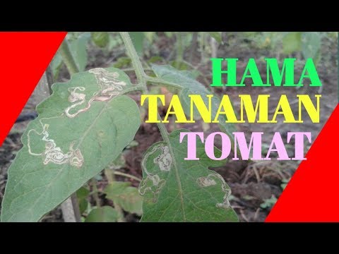 , title : 'Hama & penyakit tanaman tomat'