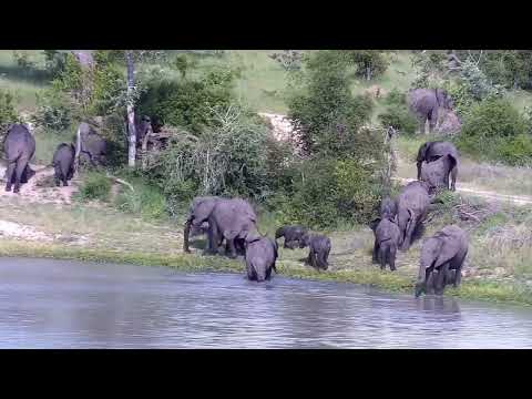 Djuma: Elephant herd has quick drink at the dam - 16:19 - 01/05/2023