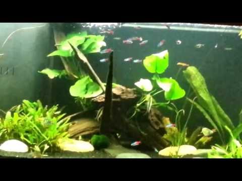 Tetras playing in water current