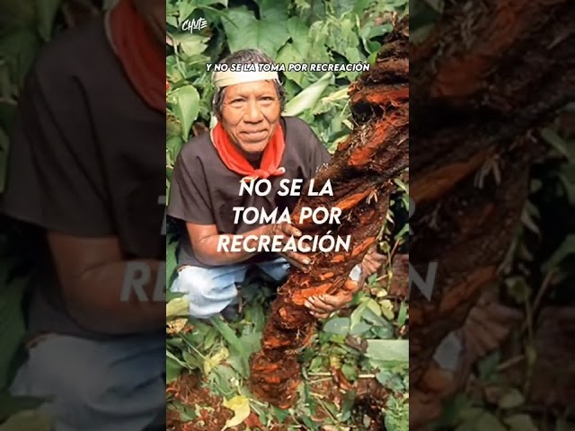Vídeo relacionado con Los Jíbaros, cazadores de sueños: Diario de un antropólogo entre los shuar, experiemtnos con la ayahuasca e iniciación chamánica.: 2 (Nous)