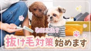 【抜け毛】掃除機では取り切れない犬の抜け毛…試しに買ったコレが激安なのに面白いほど取れた！