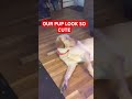 HAPPY NEW YEAR OUR PUP CALEB Viralshort Trend Viralshort Viralvideo Viralvideos Viralreels