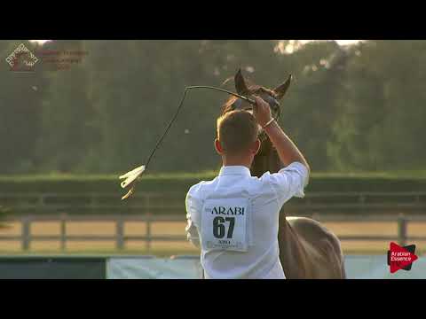 N.67 VIKING IS - Chantilly 2018 AHO Breeders' Championship - Yearling Colts (Class 6B)