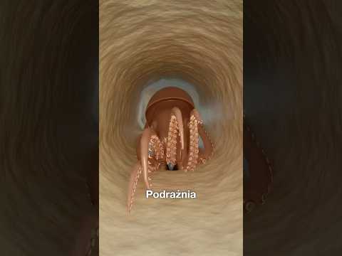 Sperm Whale Eats Squid, But Problems Occur