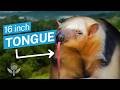 What Is A Tamandua The Weirdest Anteater In The World