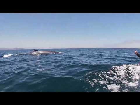 Chañaral de Aceituno Atacama Chile 9 